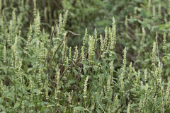 Agastache micrantha