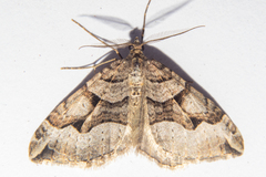 Xanthorhoe semifissata