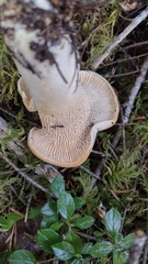 Cantharellus subalbidus