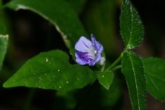 Ruellia repens