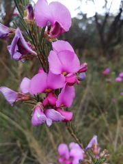 Gompholobium scabrum