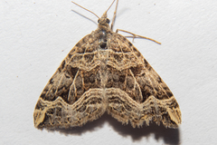 Xanthorhoe semifissata