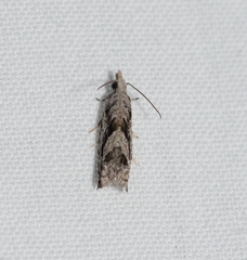 Holocola thalassinana