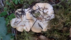 Cantharellus subalbidus