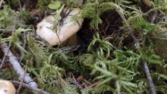 Cantharellus subalbidus