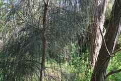 Allocasuarina verticillata