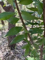 Persoonia stradbrokensis