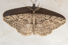 Zermizinga indocilisaria