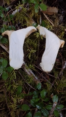 Cantharellus subalbidus