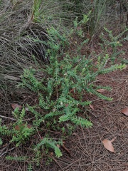 Darwinia citriodora