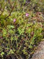 Utricularia tenella