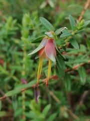 Darwinia citriodora