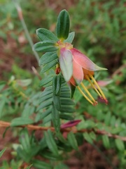 Darwinia citriodora