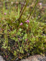 Utricularia tenella