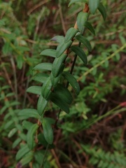 Darwinia citriodora