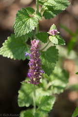 Agastache breviflora