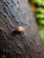 Dicyrtomidae