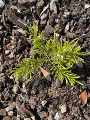 Coleonema pulchellum