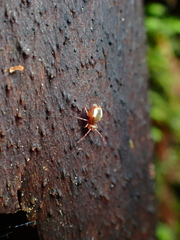 Dicyrtomidae