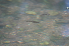 Fundulus notatus