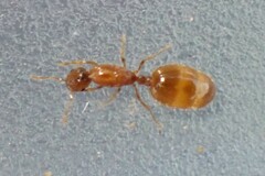 Solenopsis