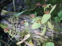 Hypericum virginicum