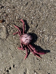 Taliepus nuttallii