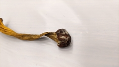 Tolypocladium longisegmentatum