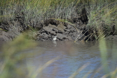Malaclemys terrapin terrapin