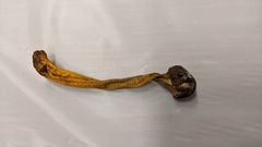 Tolypocladium longisegmentatum