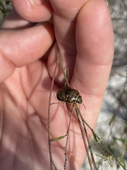 Orsilochides guttata