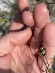 Orsilochides guttata