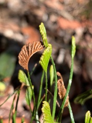 Schizaea bifida