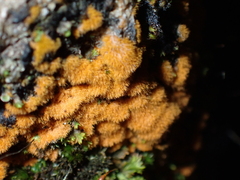 Trentepohlia aurea