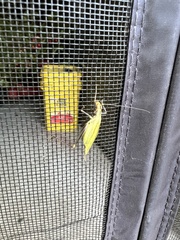 Oecanthus nigricornis