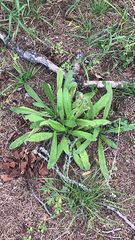 Pilosella caespitosa