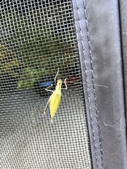 Oecanthus nigricornis