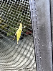 Oecanthus nigricornis