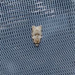 Isotenes miserana