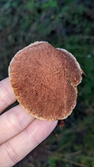 Suillus ampliporus