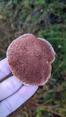 Suillus ampliporus