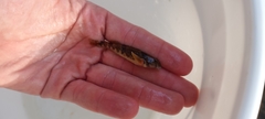 Etheostoma blennius sequatchiense