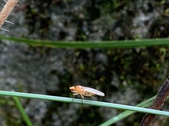 Suillia
