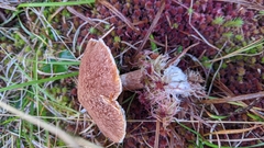 Suillus ampliporus