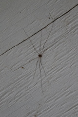 Leptobunus parvulus