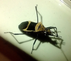 Zelurus circumcinctus