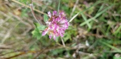 Polygala cruciata
