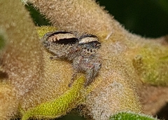Megafreya sutrix
