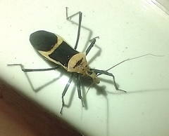 Zelurus circumcinctus