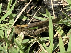 Aiolopus thalassinus tamulus